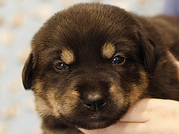 chinook puppy